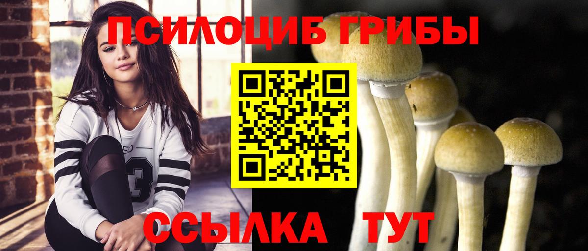 Псилоцибиновые грибы Psilocybe Кувандык